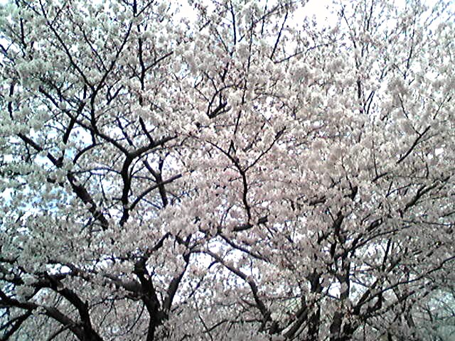 満開の桜