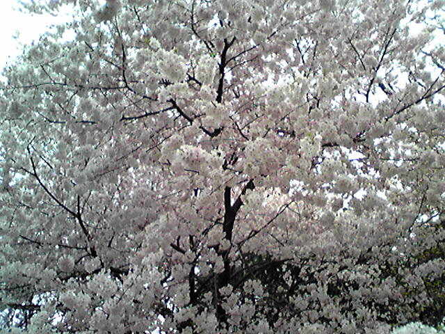 満開の桜