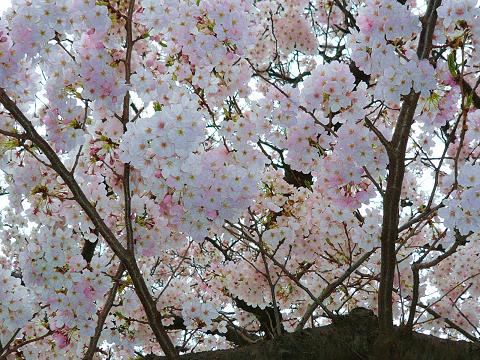 横浜の桜は満開です！