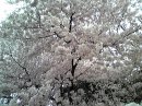 画像: 満開の桜